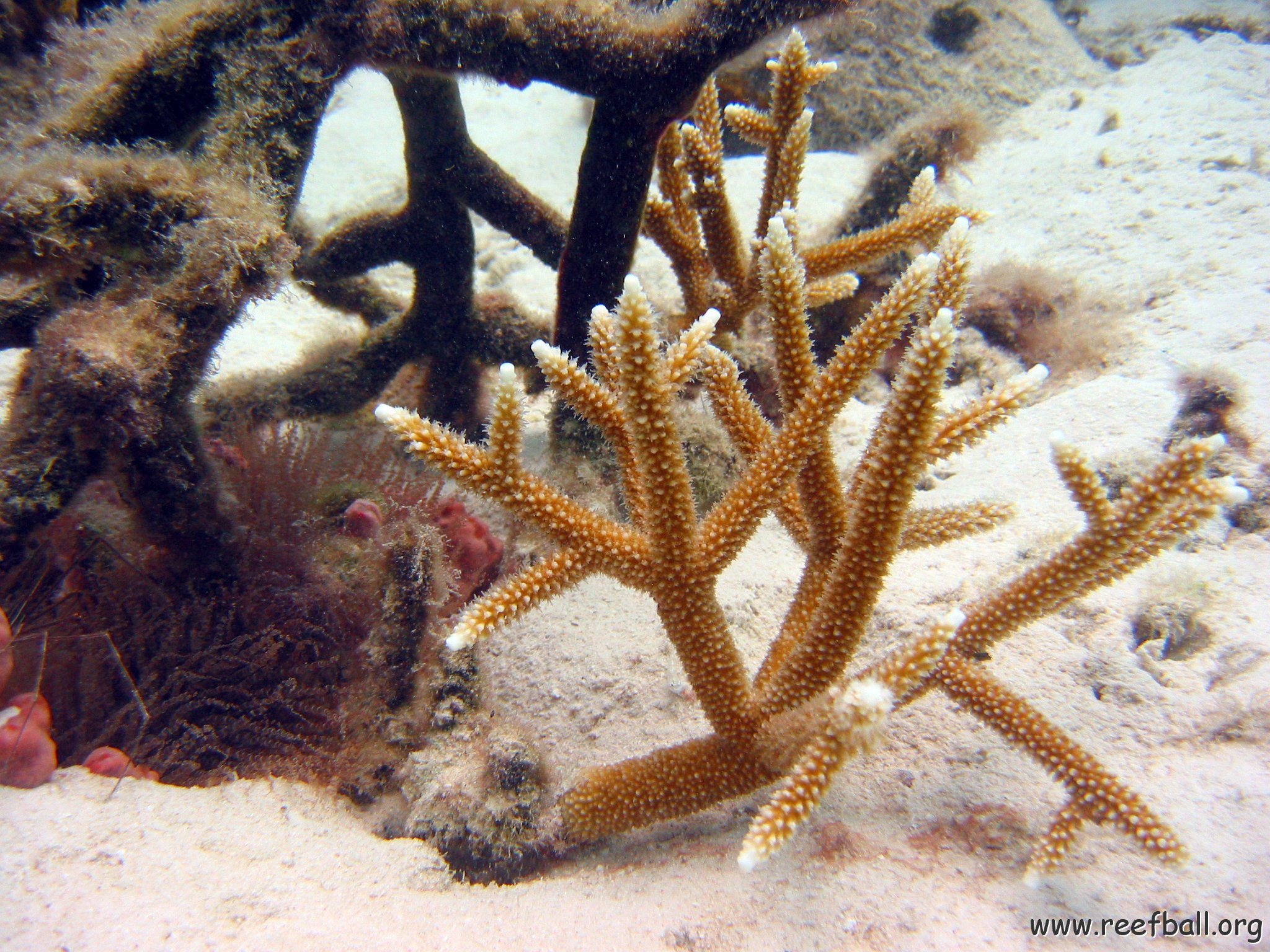 23-07-07, CL 12 E, 3a STAGHORN NEAR 1P.jpg