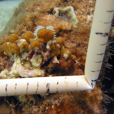 23-07-07, CL 12 E, 1Pe PENCIL NET 