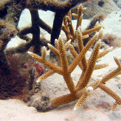 23-07-07, CL 12 E, 3a STAGHORN NEAR 1P 