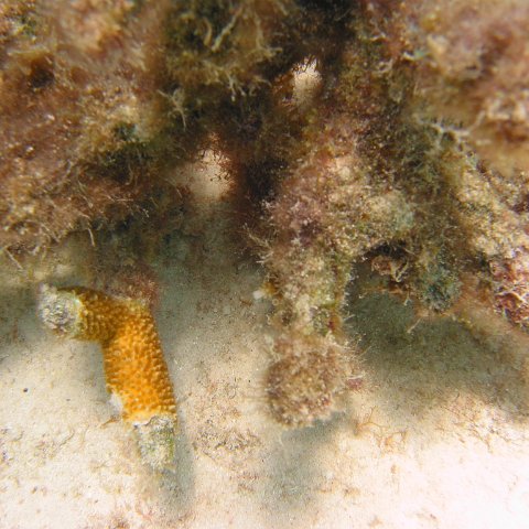 23-07-07, CL 12 E, 3b STAGHORN OVERVIEW 