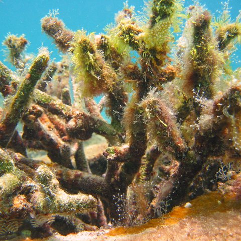 23-07-07, CL 12 E, 3e STAGHORN TOP P5 