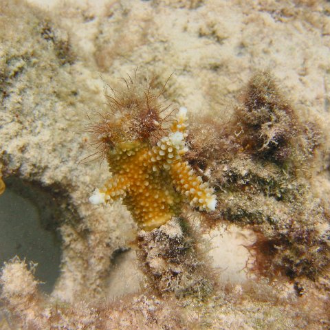 23-07-07,CL 12 E, 3f STAGHORN GROWINTIPS 