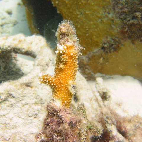 23-07-07,CL 12 E, 3g STAGHORN GROWINTIPS 