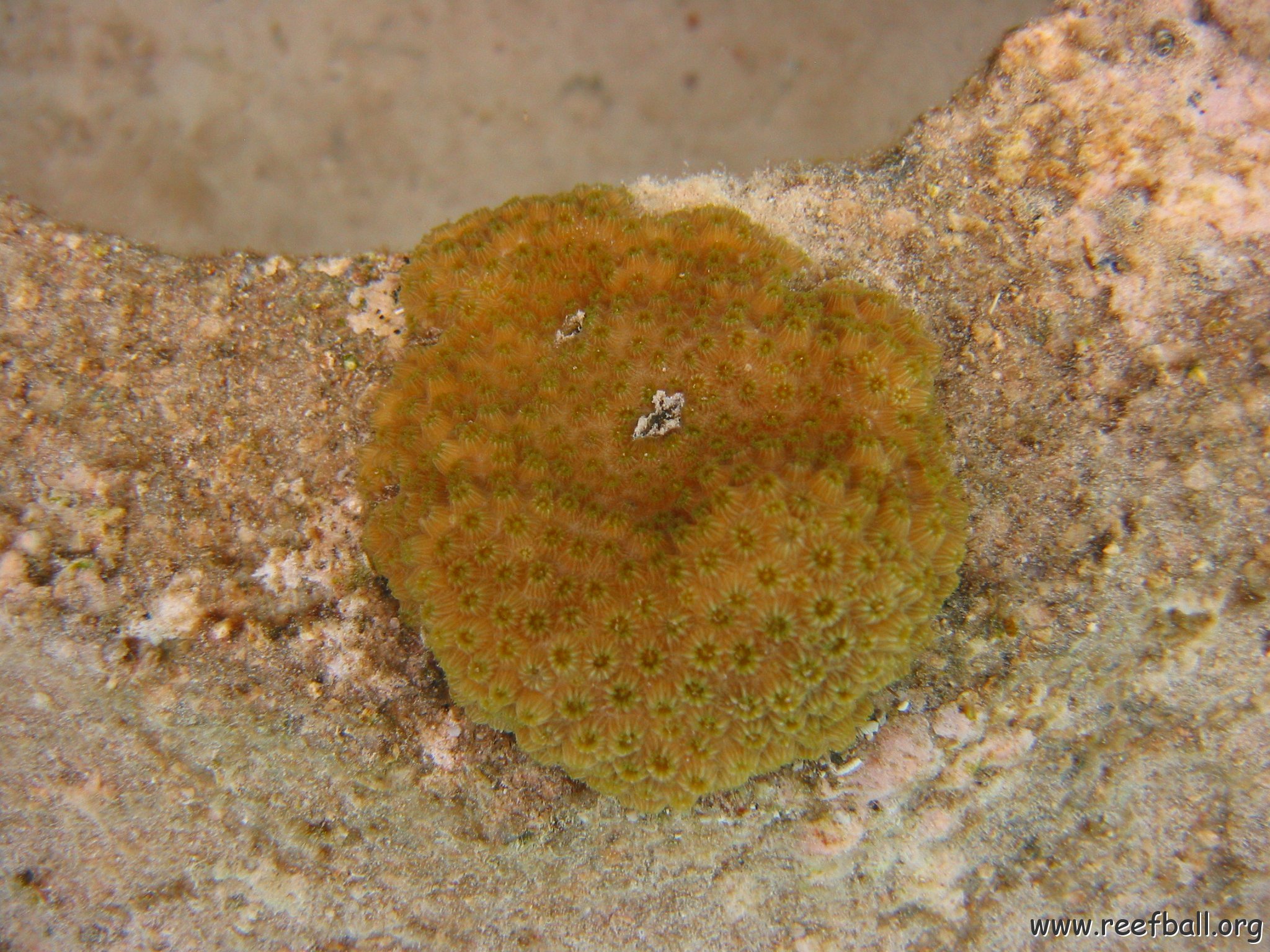 23-07-07, CL 18 E, 5Bb STAR SET.JPG