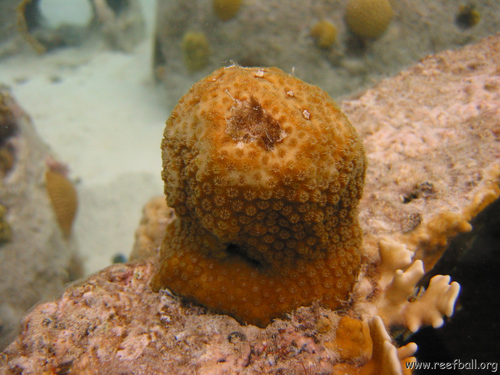 23-07-07, CL 18 E, 6Pd STAR SWT.JPG