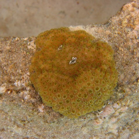 23-07-07, CL 18 E, 5Bb STAR SET 