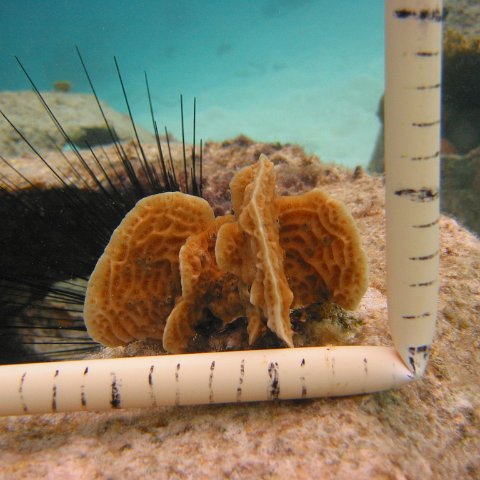 23-07-07, CL 18 E, 6Pa LETTUCE ET 