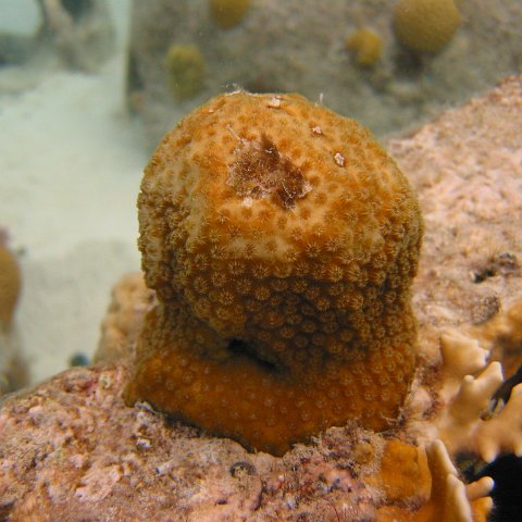23-07-07, CL 18 E, 6Pd STAR SWT 