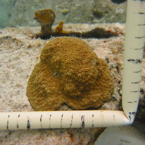 23-07-07, CL 18 E, 9Ba STAR NEH 