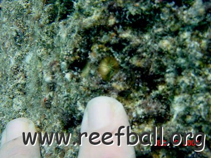 coral_recruit_3.jpg