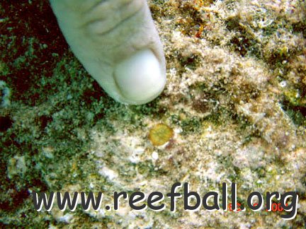 coral_recruit_4 