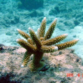 8andhonehalfacropora