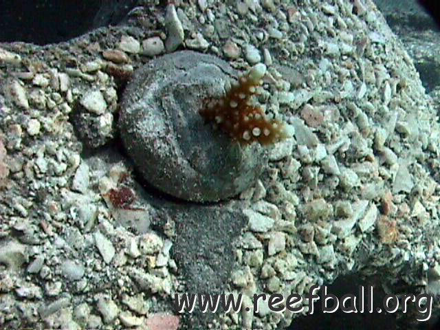coralplug 