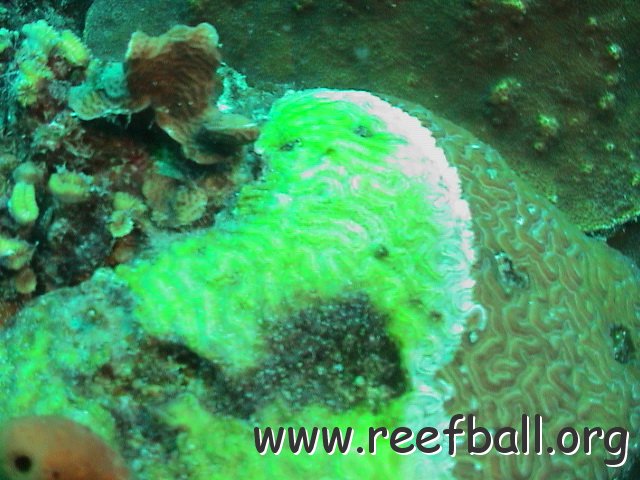 coral_damage2.jpg