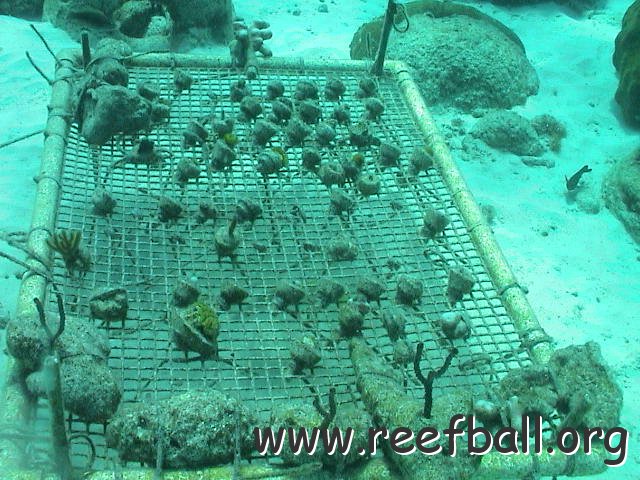 coraltray
