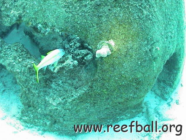 rb,fish,coral 