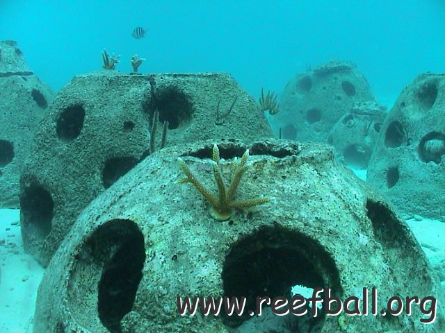 rbgroupwithcoral 