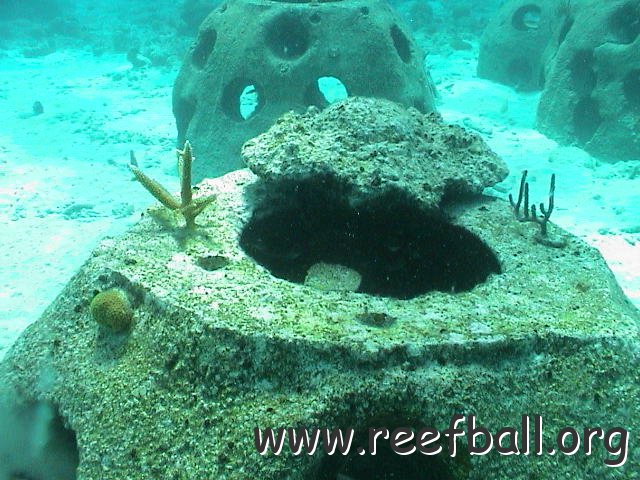 rbwithcoral 