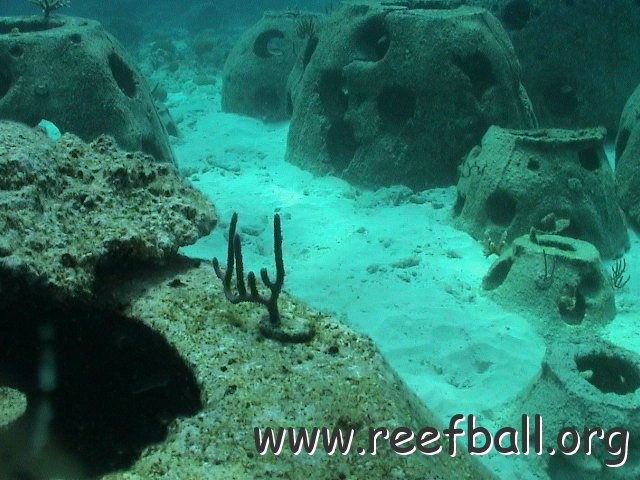 rbwithcoral2 
