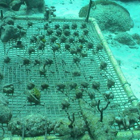 coraltray