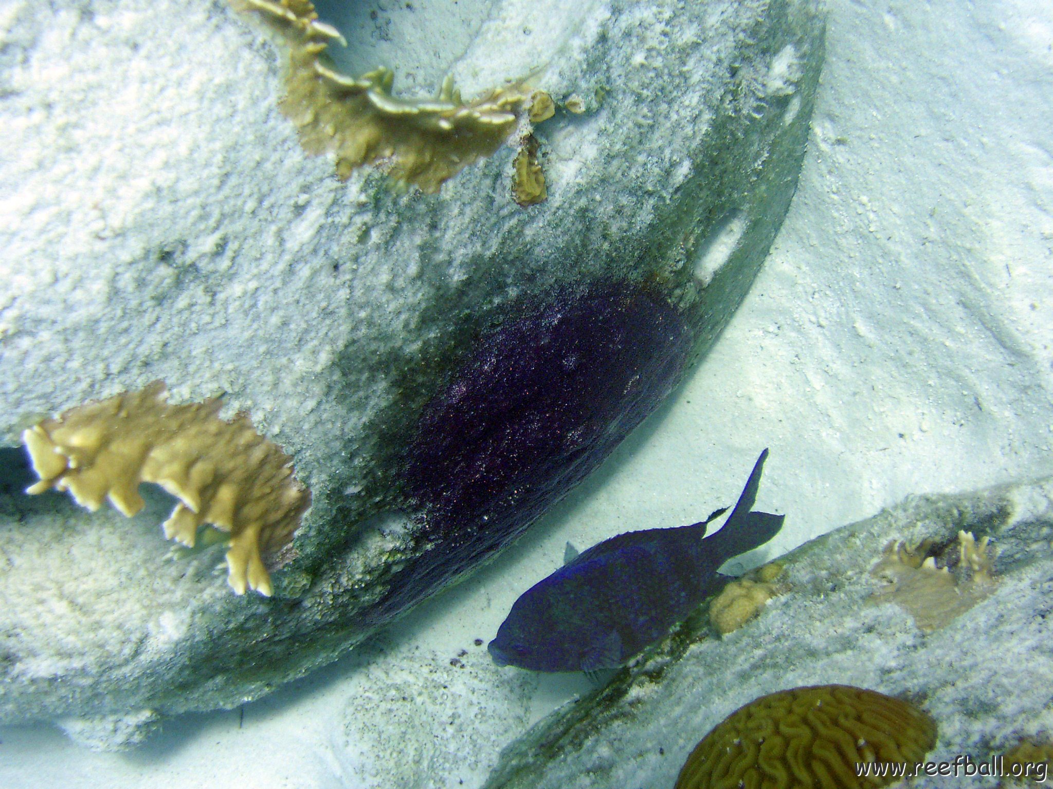 Male Sergeant Major with his purple egg patch on side of reef ball