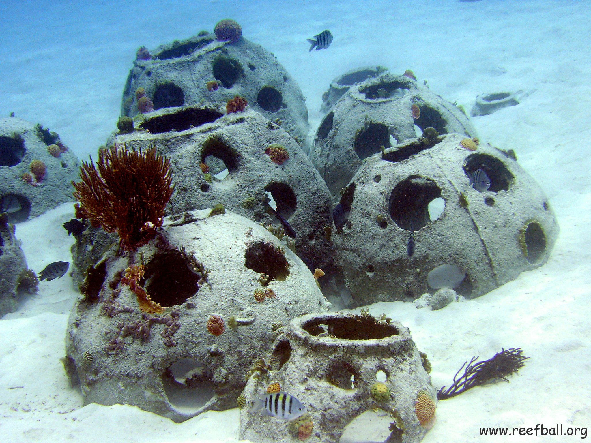 Reefball colony (see reefball.org)