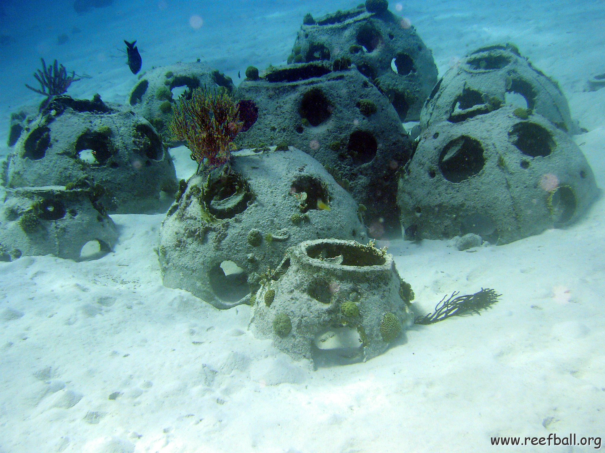 Reefball colony