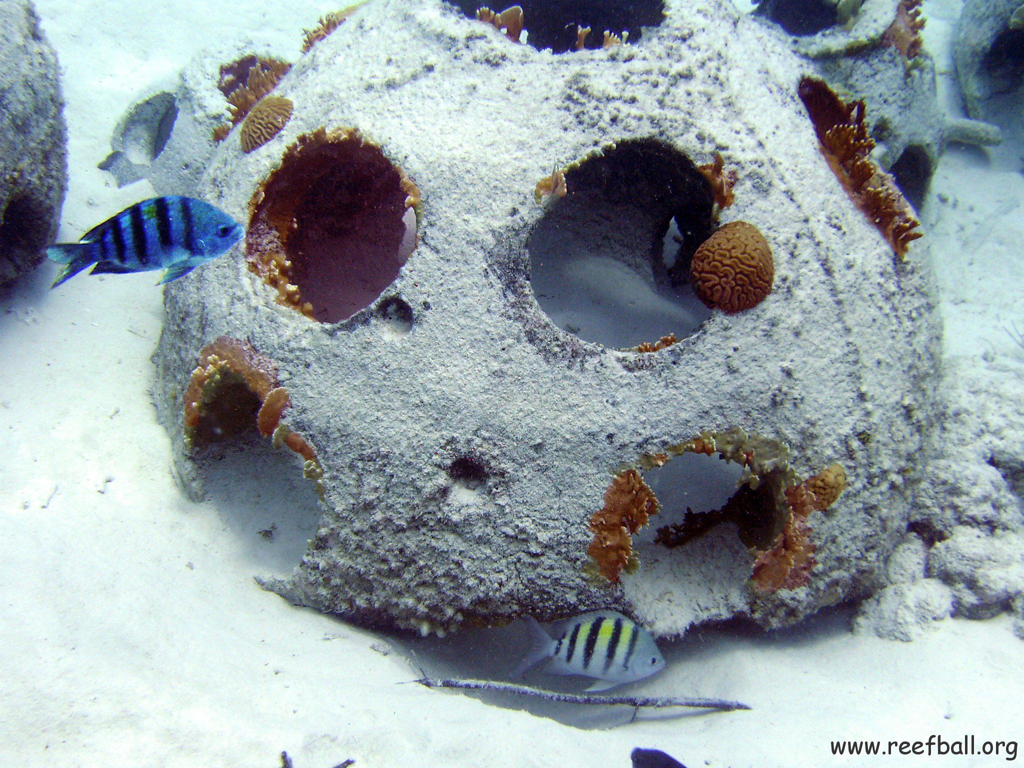 Reefball with Brain and Fire Coral growth