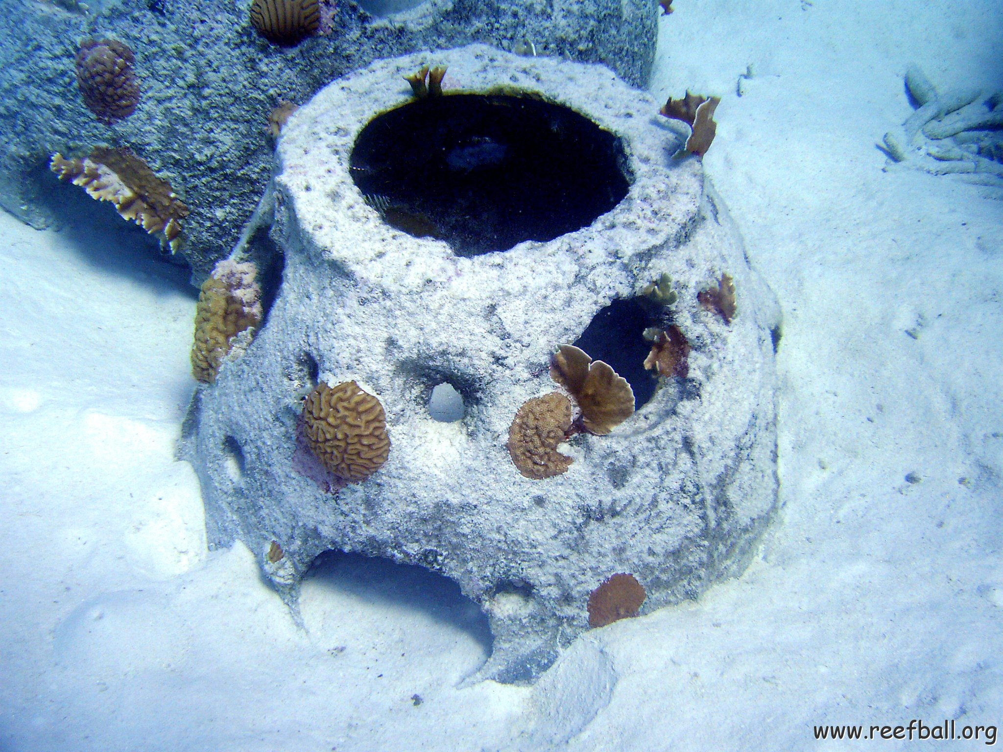 Small reefball with Mustard Hill, Brain, and Fire Corals