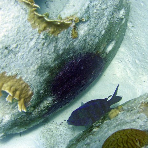 Male Sergeant Major with his purple egg patch on side of reef ball Male Sergeant Major with his purple egg patch on side of reef ball