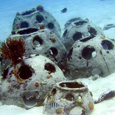 Reefball colony (see reefball.org) Sergent Majors are hunting for breeding locations.  They love fresh clean substrates because the effort to make a clean patch for their eggs is reduced.  In fact, we have had deployments of new Reef Balls were every single Reef Ball is laid with Sergent Major eggs within 48 hours!