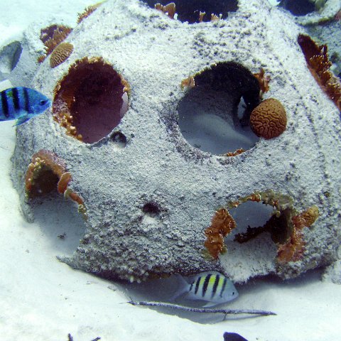 Reefball with Brain and Fire Coral growth Reefball with Brain and Fire Coral growth