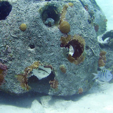 Reefballfinlesspg