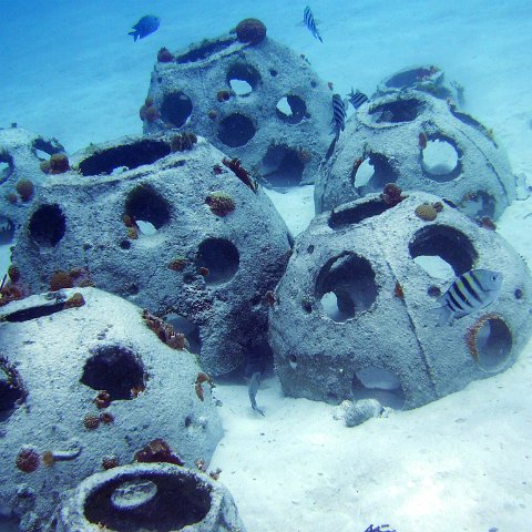 Sergeant Majors show off Reefball colony