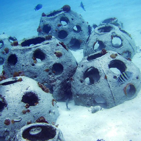 Sergeant Majors show off Reefball colony Sergeant Majors show off Reefball colony