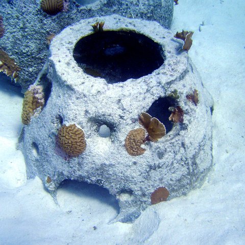 Small reefball with Mustard Hill, Brain, and Fire Corals Lo Pro sized Reef Ball with corals.