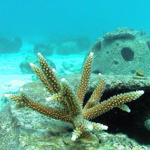 coralprob1 coralprob1