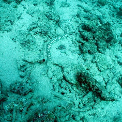 pic00074 pic00074