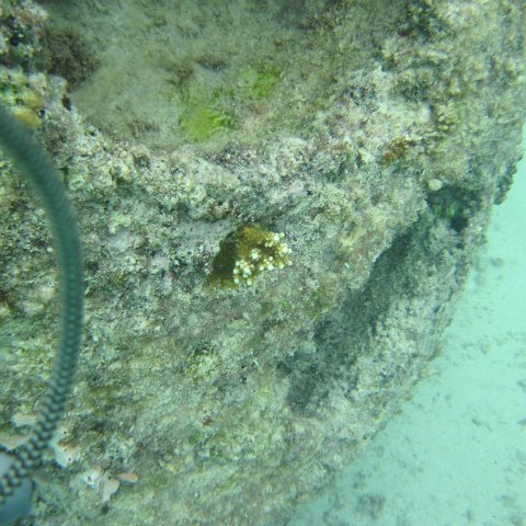 IMG_0101 IMG_0101