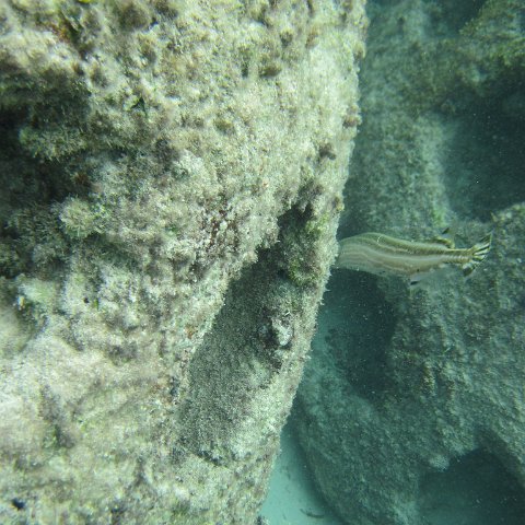 IMG_0141 IMG_0141
