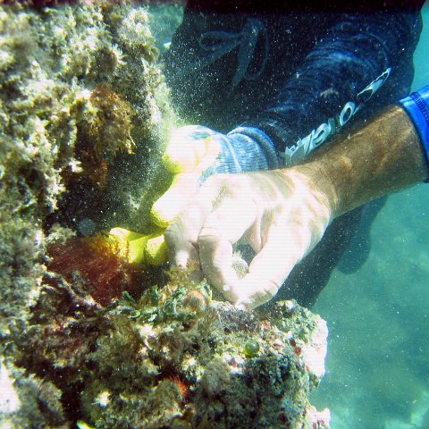 coral planting
