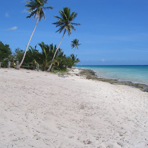 dominicanmay2007biosurveycanoladominicusiberostar 040