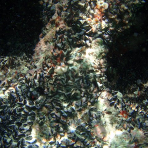 P7090010 P7090010