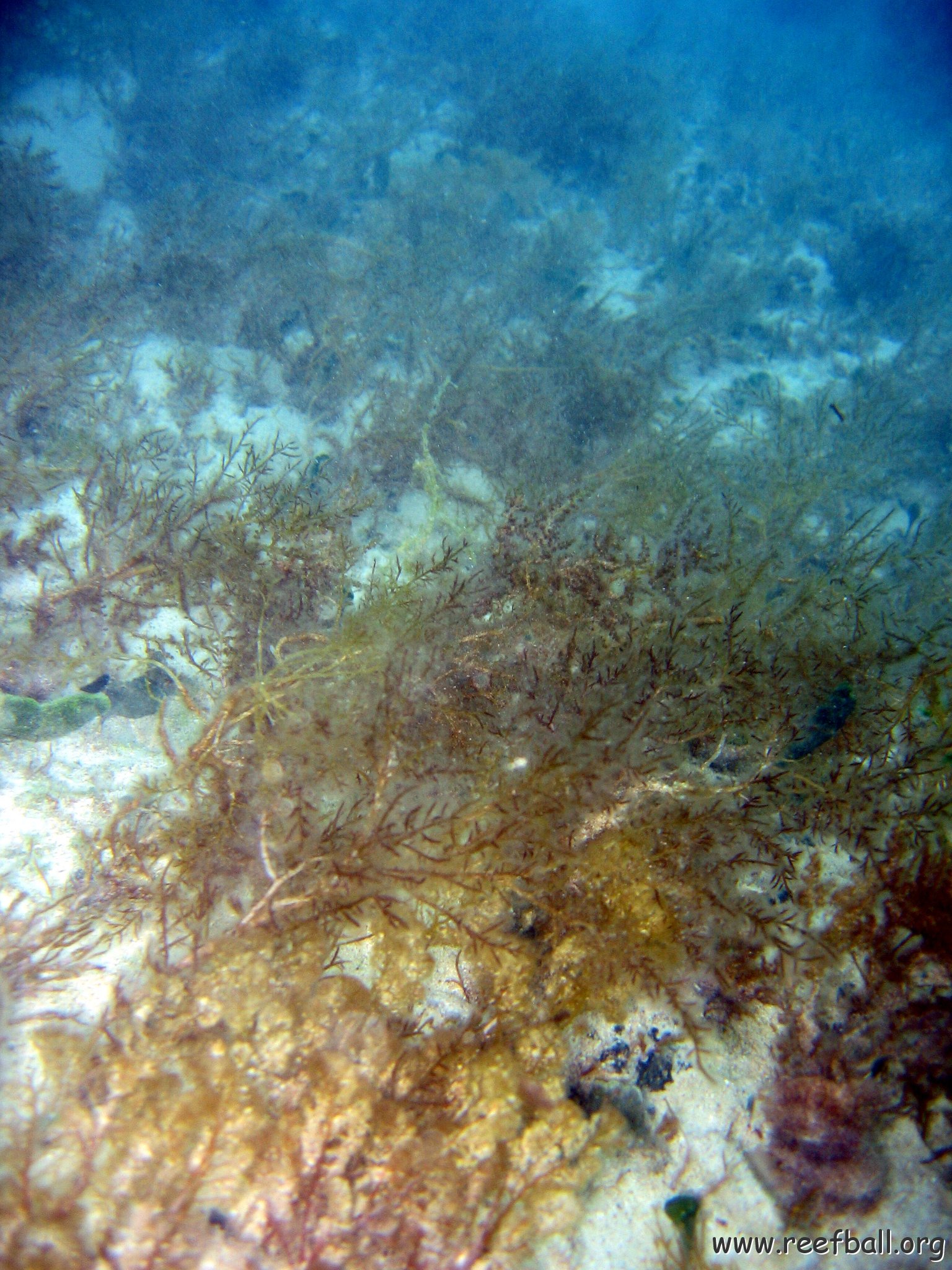 dominicanmay2007helosurveycanoladominicusiberostar 013