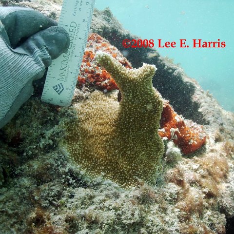 Dominican Republic coral Acropora on Reef Ball breakwater