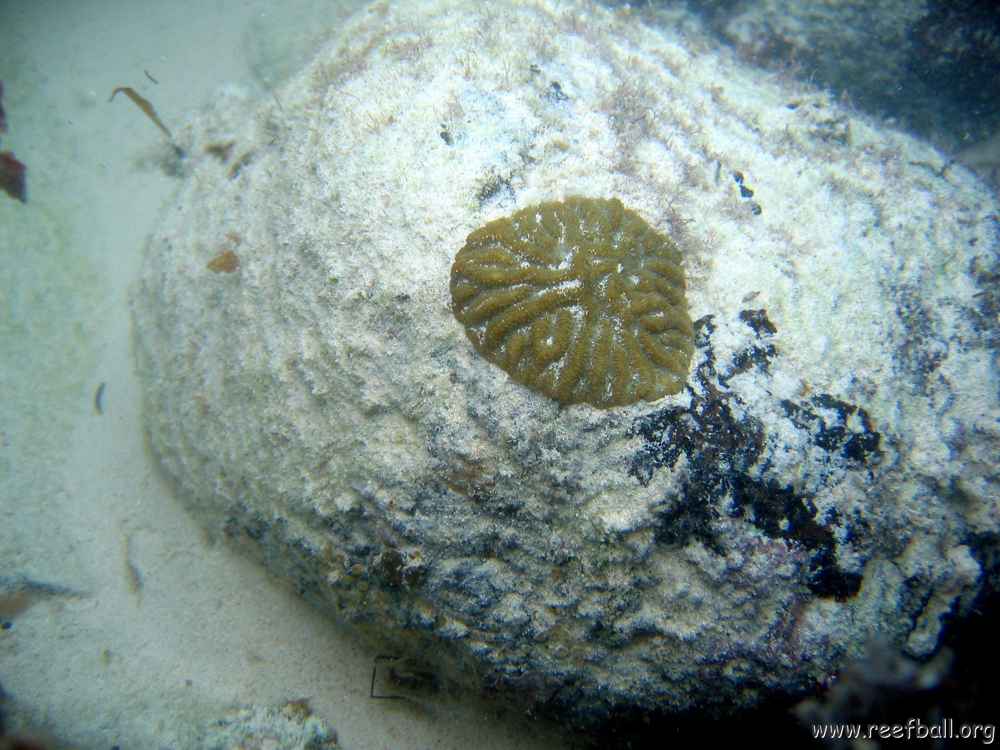 dominicanmay2007biosurveycanoladominicusiberostar 023