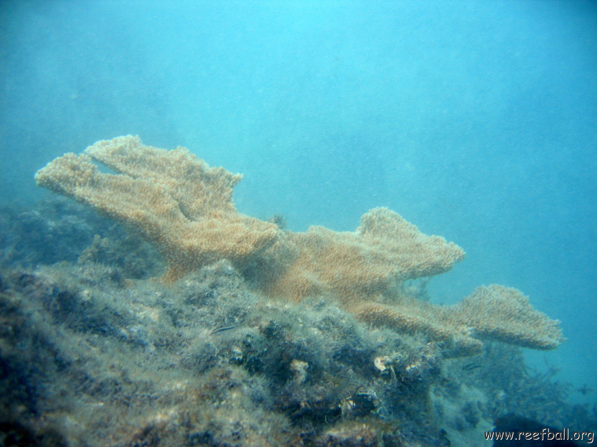 dominicanmay2007biosurveycanoladominicusiberostar 054