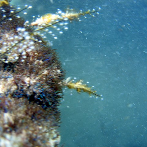 dominicanmay2007biosurveycanoladominicusiberostar 031