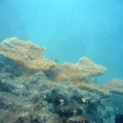 dominicanmay2007biosurveycanoladominicusiberostar 054