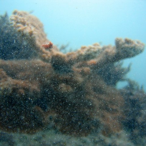 dominicanmay2007biosurveycanoladominicusiberostar 059